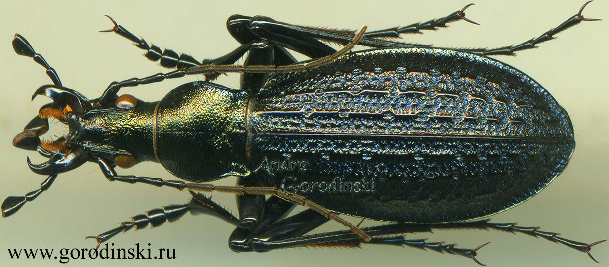 http://www.gorodinski.ru/carabus/Acoptolabrus gehinii radiatocostatus .jpg